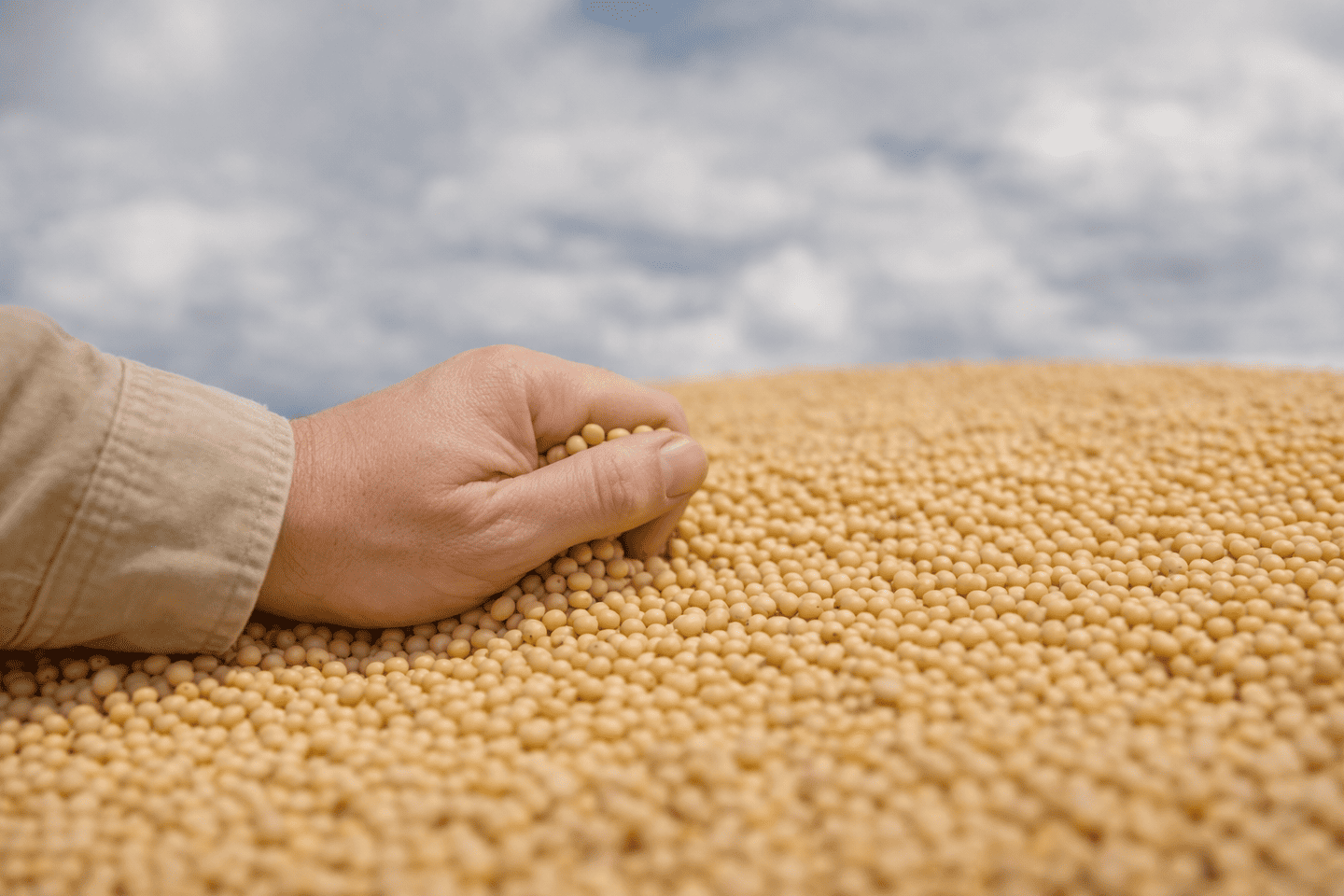 BECA – DAPSA (Desarrollo Austro Paraguayo S.A.)